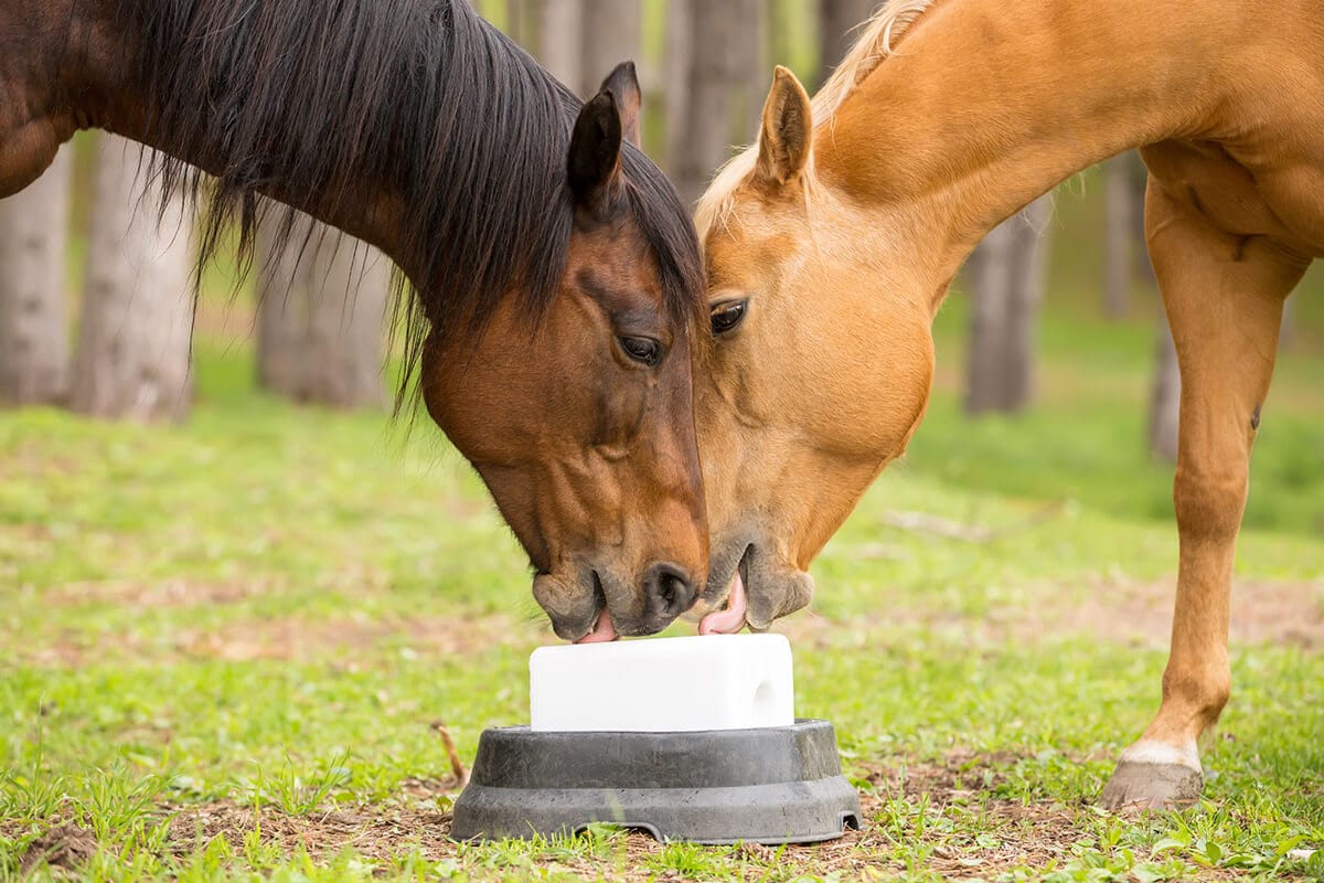 FAQs About Salt for Horses & Horse Licking Salt Blocks 1 FAQs About Salt for Horses & Horse Licking Salt Blocks